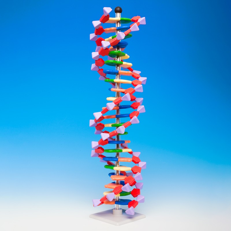 dna duzy