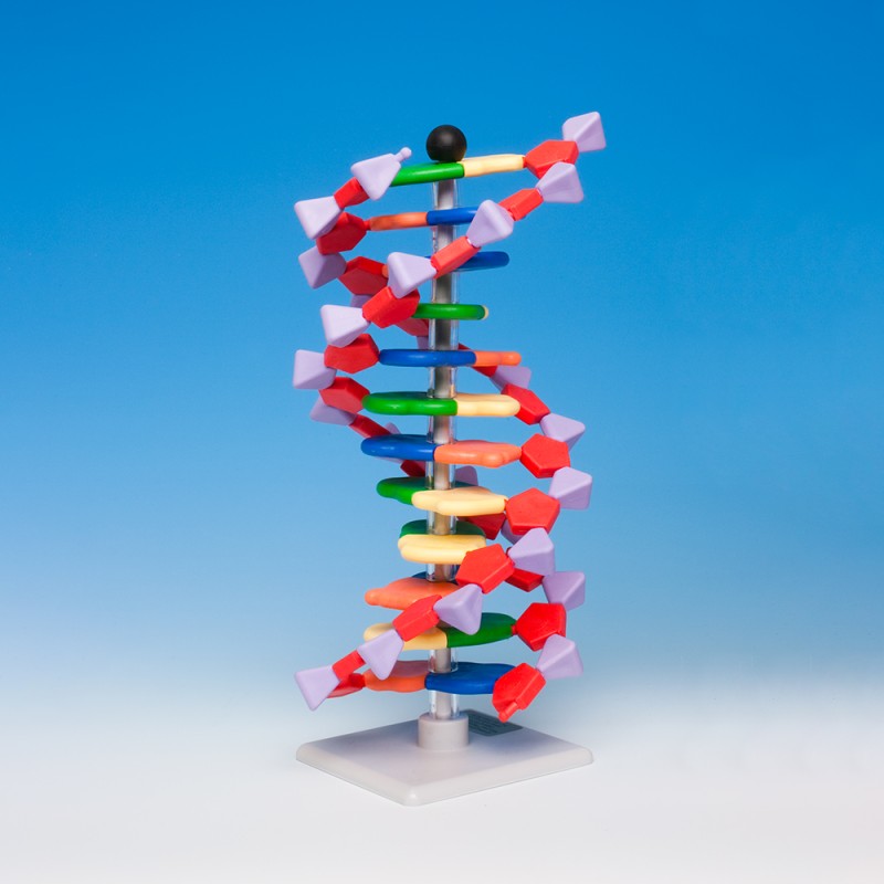 dna