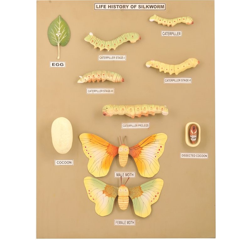 motyl.jpg1111