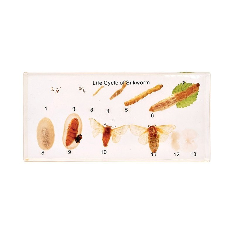 751